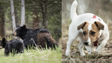 Tiny dog ​​attacks bears to save lives