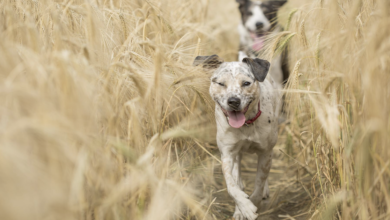 Explore The Many Turkey Tail Mushroom Benefits For Dogs