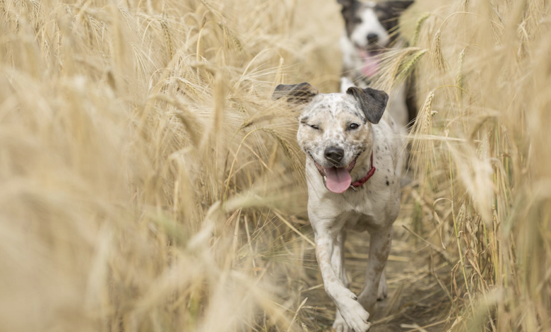 Explore The Many Turkey Tail Mushroom Benefits For Dogs