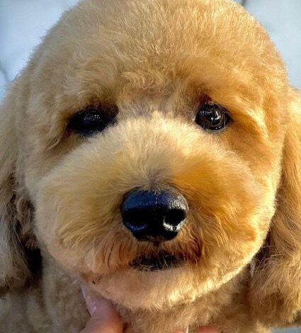 Goldendoodle Must-Know Grooming Tips - Dogster