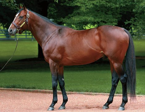Karakontie grew up in her family as a Sire
