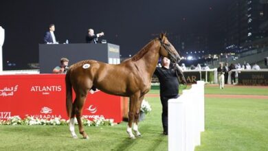 Goffs, Dubai Racing Club continues to hold a promotional sale