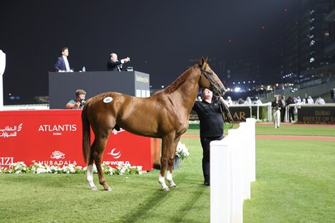 Goffs, Dubai Racing Club continues to hold a promotional sale