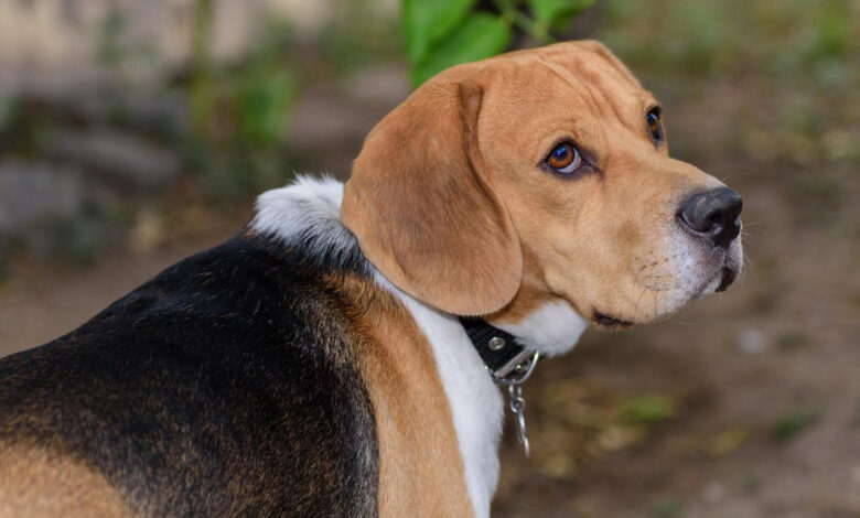 10 Best Supplements for Premium Beagle