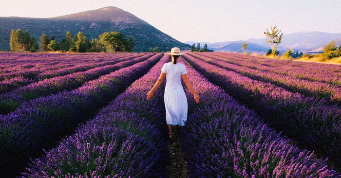 10 Best Lavender Fragrances for Instant Soothing