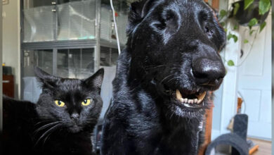 The big, blind dog is guided through life by the sweet sound of a kitten's meow