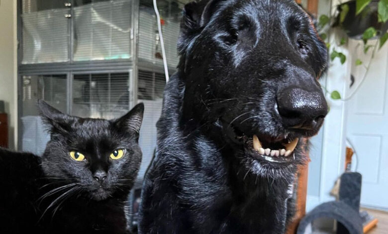 The big, blind dog is guided through life by the sweet sound of a kitten's meow