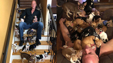 Heartbroken man saved by a Chihuahua saved more than 30 small dogs