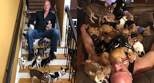 Heartbroken man saved by a Chihuahua saved more than 30 small dogs