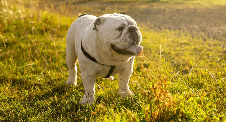 Is your Bulldog a picky eater?  Try this Simple Hack.