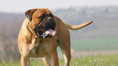 Is your Bullmastiff a picky eater?  Try this Simple Hack.