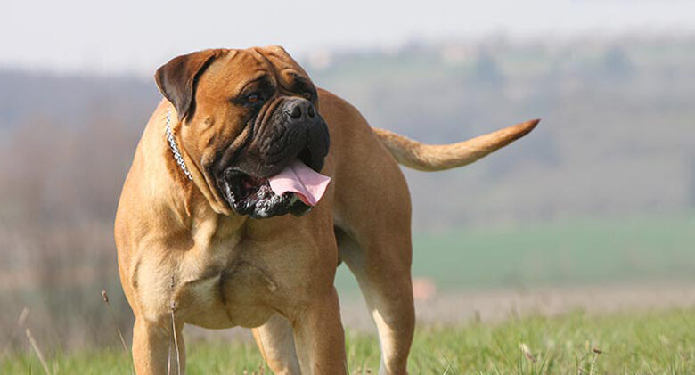 Is your Bullmastiff a picky eater?  Try this Simple Hack.