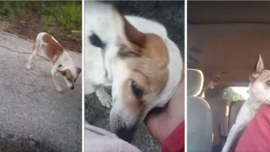 Witness the emotional moment when an abandoned dog realized he was saved