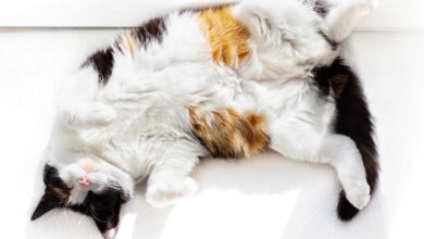 Do Cats Have Belly Buttons?  The answer may surprise you!
