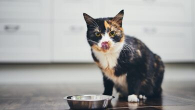 Why do cats scratch around their food?