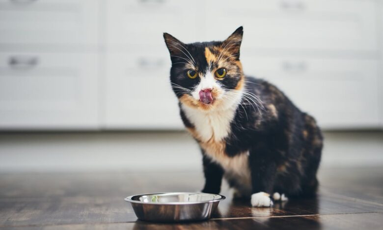 Why do cats scratch around their food?