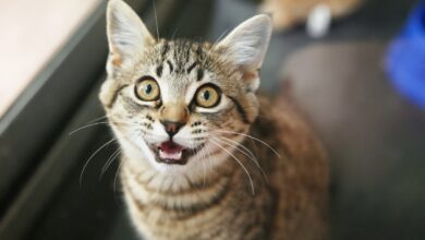 Why do cats meow and what does that mean?  Decrypt Your Cat Meows