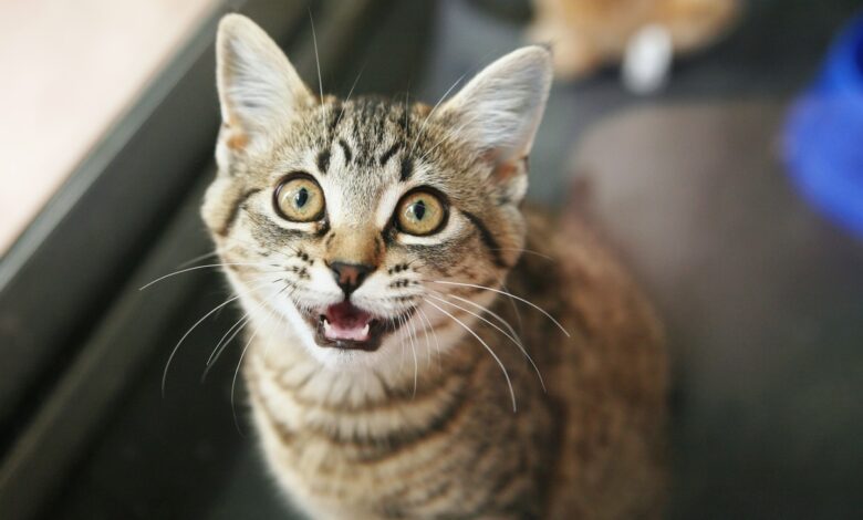 Why do cats meow and what does that mean?  Decrypt Your Cat Meows