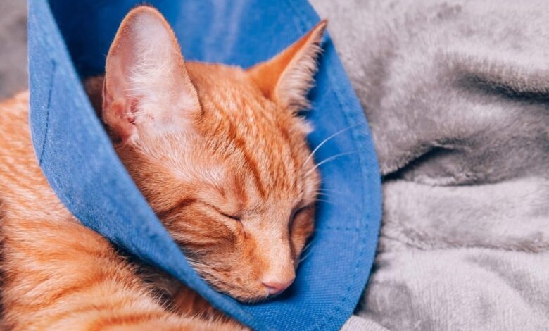 9 cách để giữ cho mèo của bạn không bị nhảy sau khi phẫu thuật