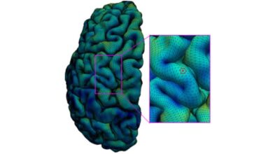 Cerebral Cortex of Developing Human Brain Mapped Using High-Quality MRI Scan Data