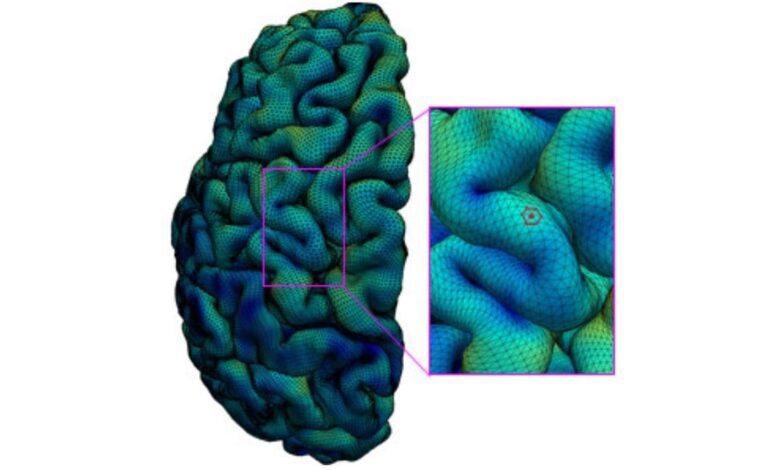 Cerebral Cortex of Developing Human Brain Mapped Using High-Quality MRI Scan Data