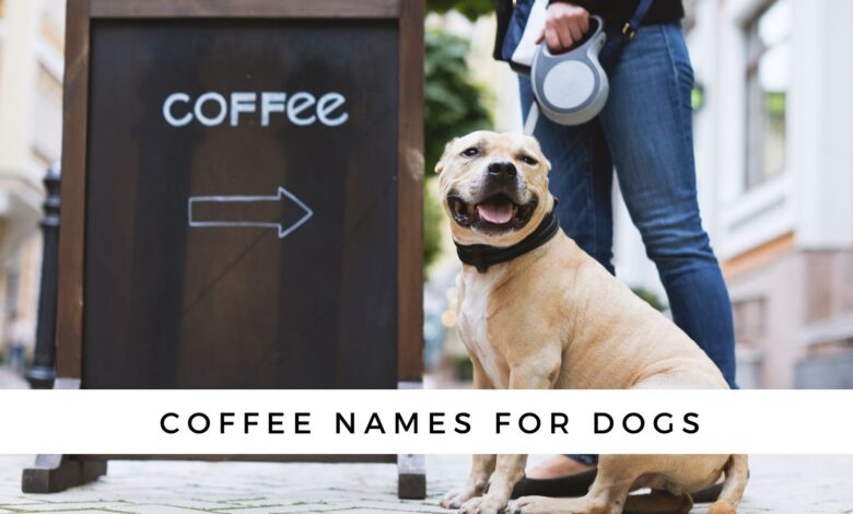 Coffee Dog Names