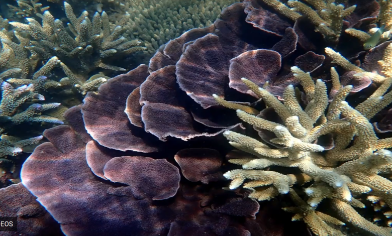 Surprise - The Great Barrier Reef in Australia has 'poped back up' due to Climate Change - Are you buoyed by it?