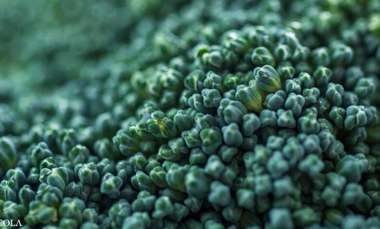 Hợp chất bông cải xanh có thể giải quyết vấn đề kháng thuốc kháng sinh