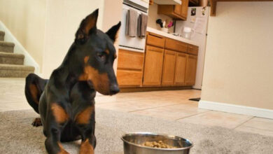 Is your Doberman a picky eater?  Try this Simple Hack.