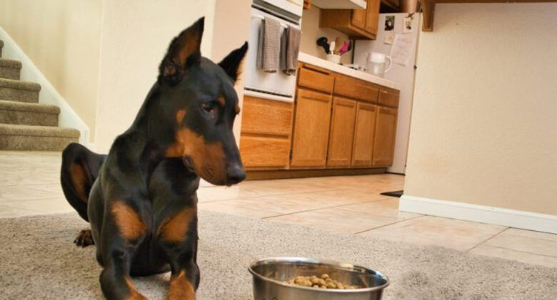 Is your Doberman a picky eater?  Try this Simple Hack.