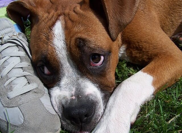 5 Signs Your Rescue Dog Could Come From an Abusive Home