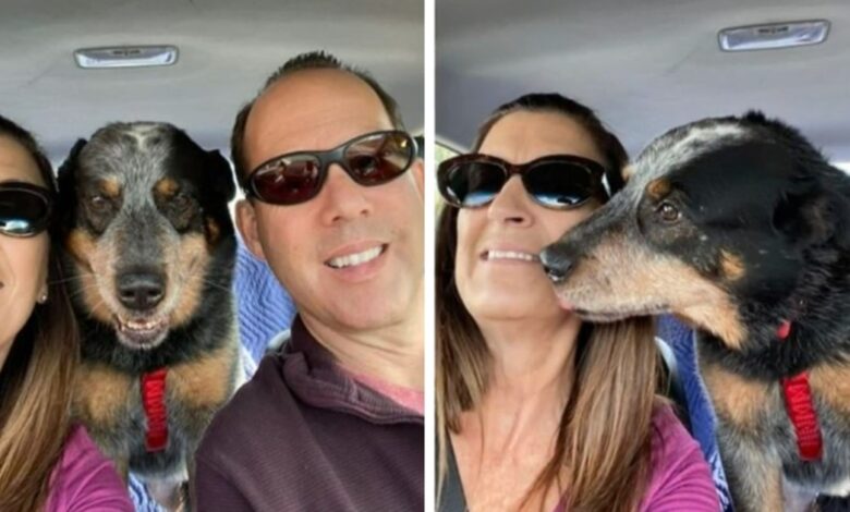 Dog found protecting his deceased owner in the snow Found a loving new home