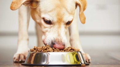 How Long Does It Take For Dogs To Digest Food?