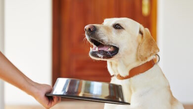 Your dog's bowls can make you sick