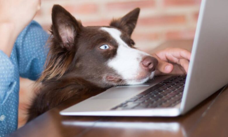 Virtual Vet Appointment: What, Why, and How
