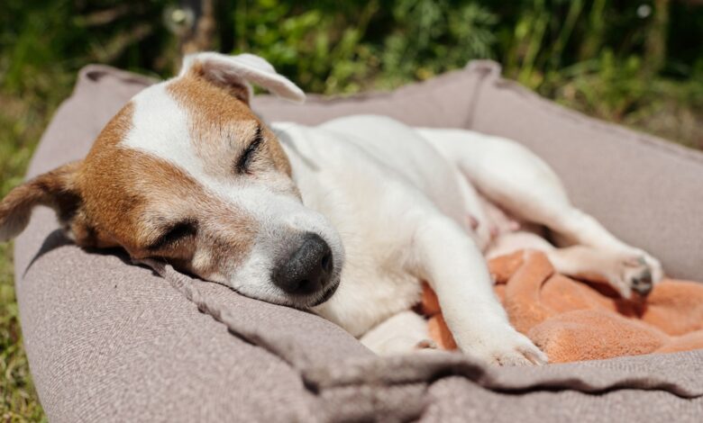 8 best outdoor dog beds to relax outside all year round