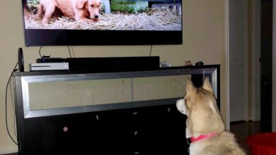 Why do some dogs watch TV?