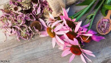 Health Benefits of Echinacea