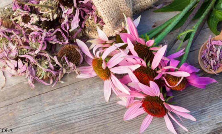 Health Benefits of Echinacea