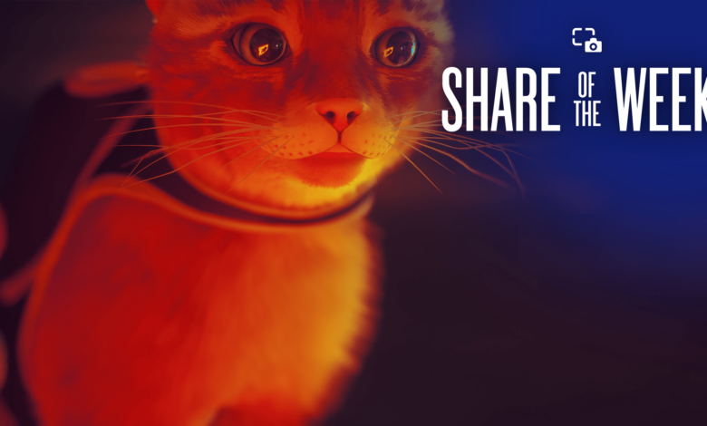Stray - Cat Closeups - PlayStation.Blog