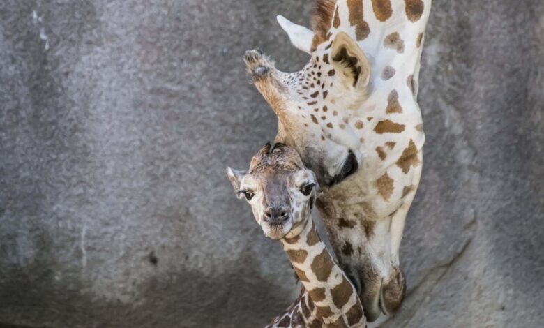 Visitors to the Milwaukee County Zoo watched live the birth of a baby giraffe: NPR
