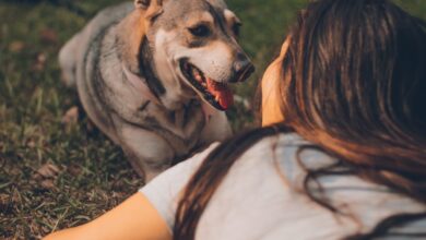 5 ways to strengthen your bond with your dog