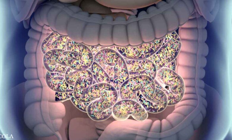 How gut bacteria affect your metabolism