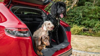 Honda launches a range of dog accessories for the Civic and CR-V