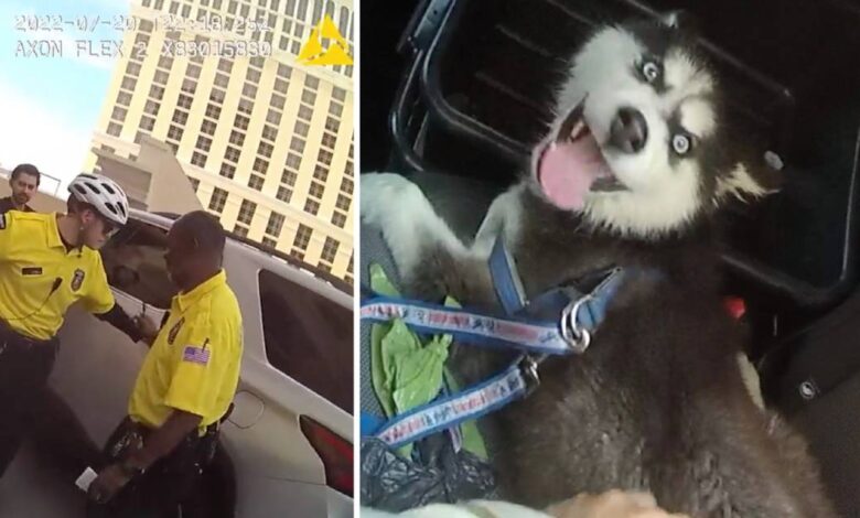Shameless Gambler Leaving puppy in hot car with mouth gagged outside casino