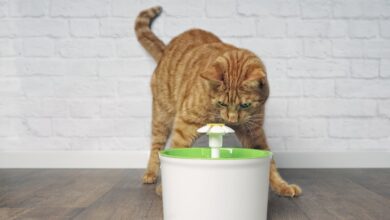 Do Faucets Encourage Drinking Water for Cats - Are They Good for Cats?