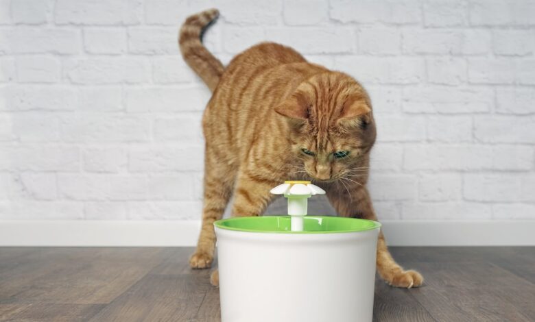 Do Faucets Encourage Drinking Water for Cats - Are They Good for Cats?