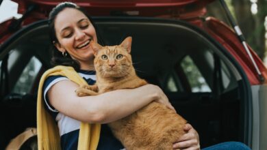 Những gì bạn cần để tham gia một chuyến đi đường cùng với chú mèo của mình
