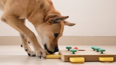 Đồ chơi xếp hình có thực sự tốt cho chó không?  Khoa học cho chúng ta biết điều gì
