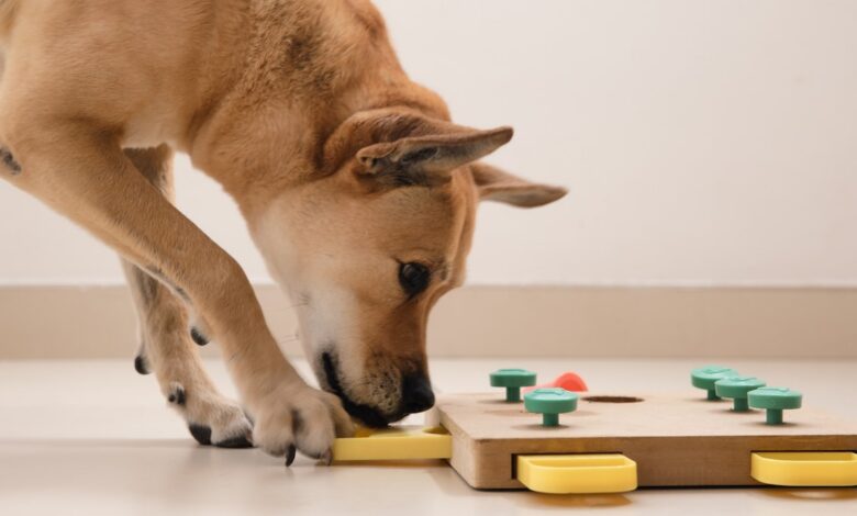 Đồ chơi xếp hình có thực sự tốt cho chó không?  Khoa học cho chúng ta biết điều gì